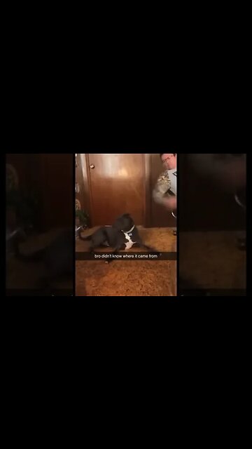 Dog didn't know who where it came from 🤣🤣 #dog