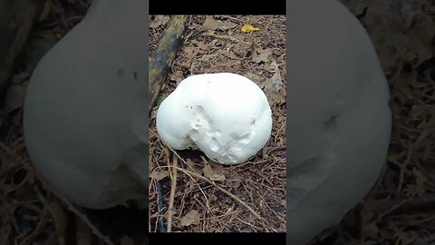 Puffballs #nature #ontariotrails #shorts #short