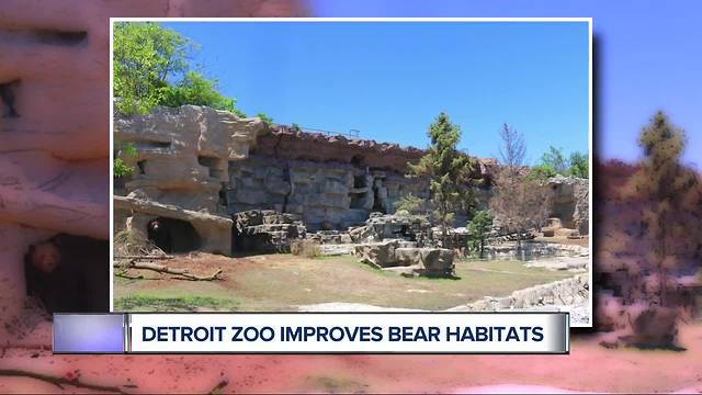 Detroit Zoo more than doubles space for 3 rescued grizzly bears