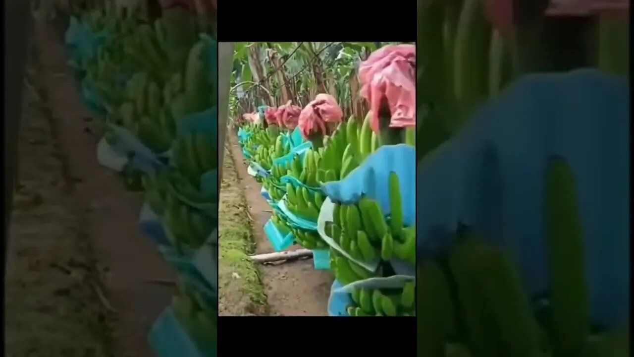 Banana Plantation🍌 #Tiktok #banana plant #banana plant care