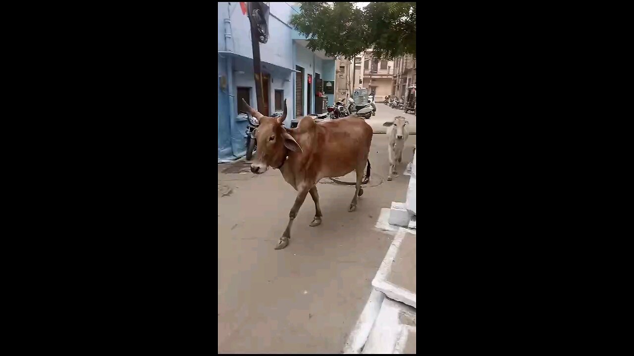 stylish cow do cat walk