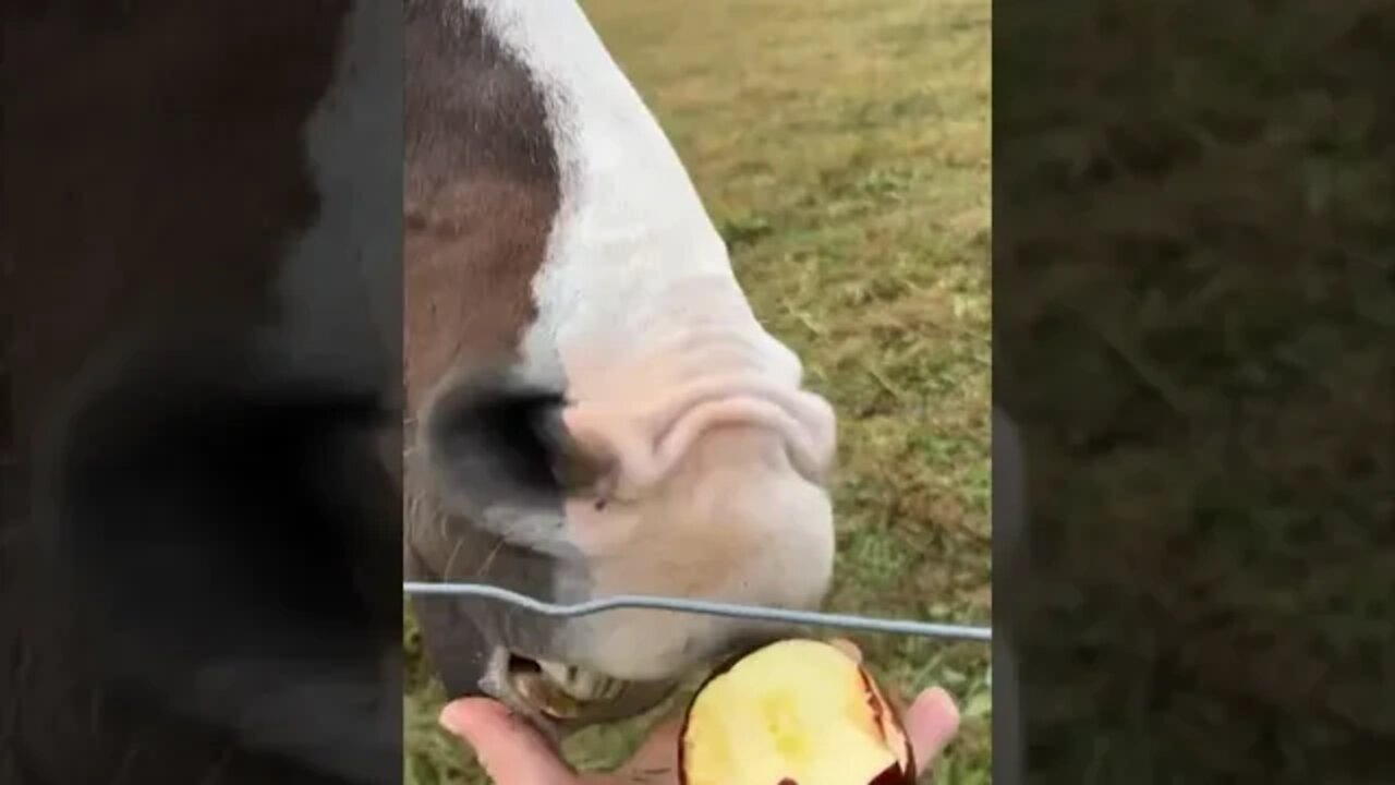 Fingers matter when trying to hold onto an apple. #amputee #fingers