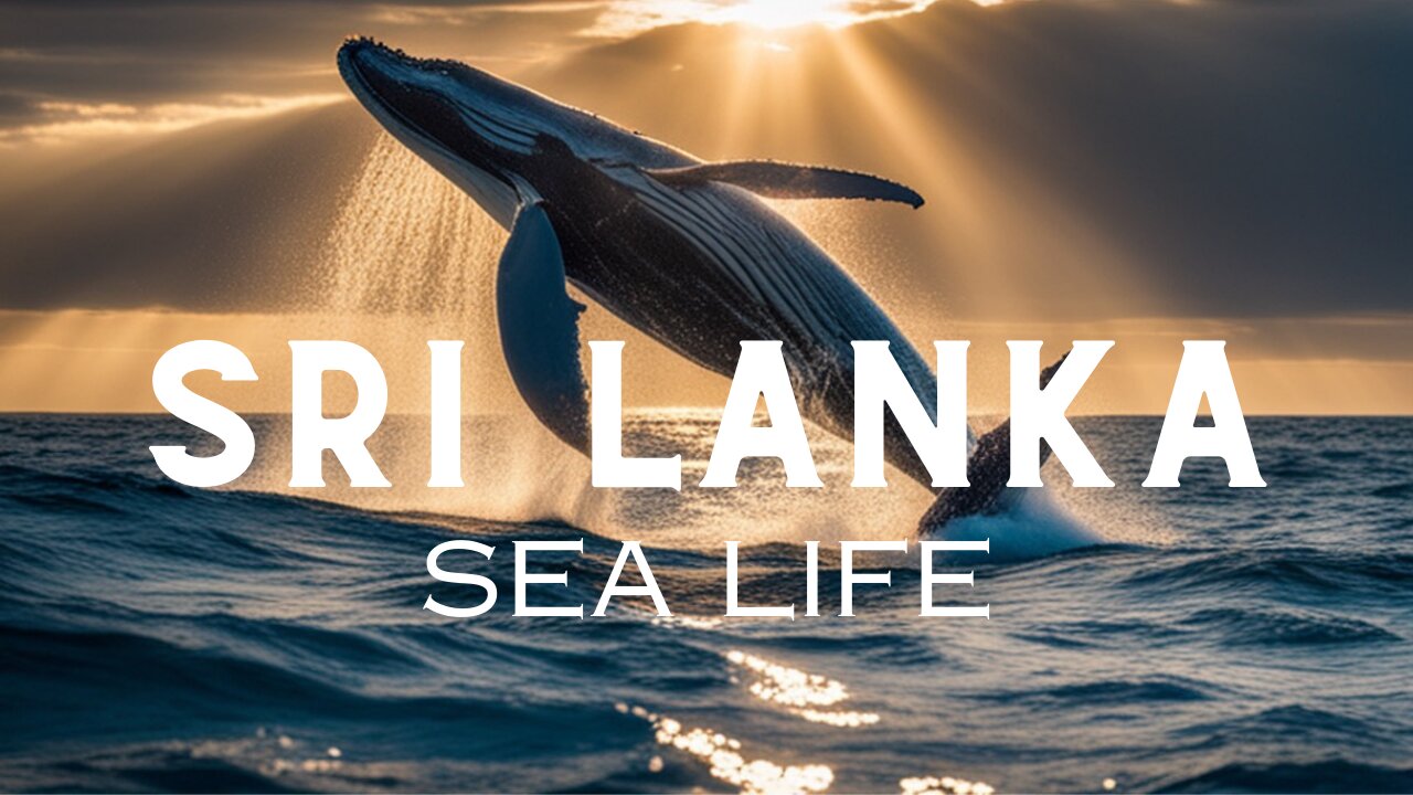 Dive into Sri Lanka: Unveiling the Marine Wildlife Wonders