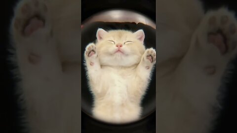 Funny Cats – Only Kittens 😂😂 003