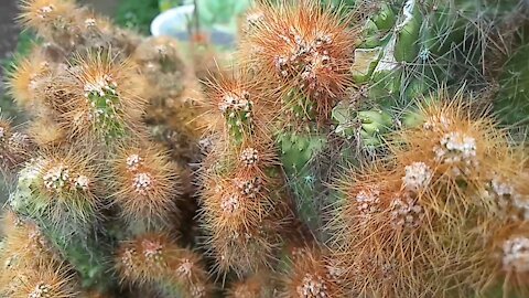 Beautiful Cactus flower