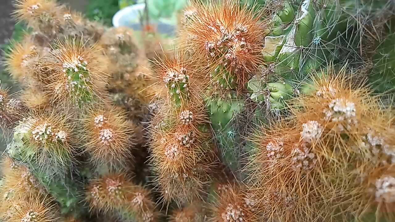 Beautiful Cactus flower