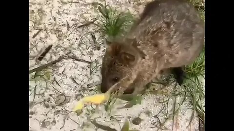 Cute funny Quokka -154