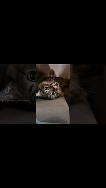 #cutecat #persian #cats #zone #tiktok #catsoftiktok #shorts #youtubeshorts