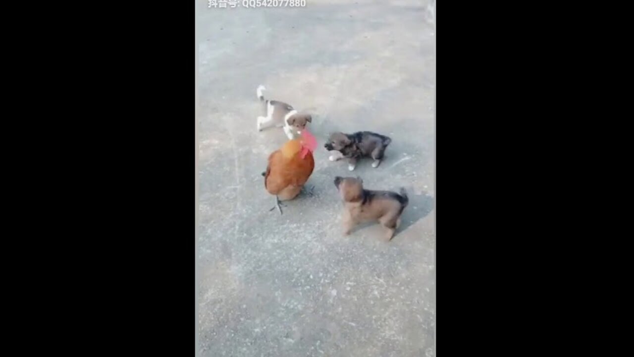 Pelea de pollos contra perros - Vídeos divertidos de peleas de perros