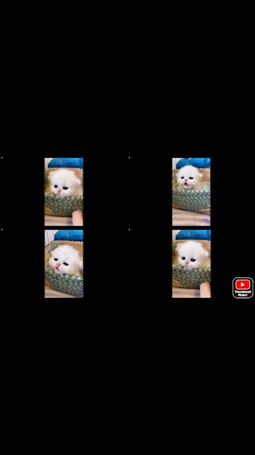 Cat under the bucket playing