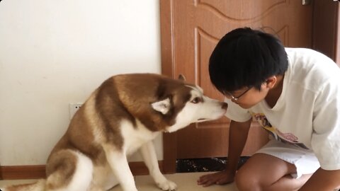 Life is too stressful, trying to imitate a dog's life for a day