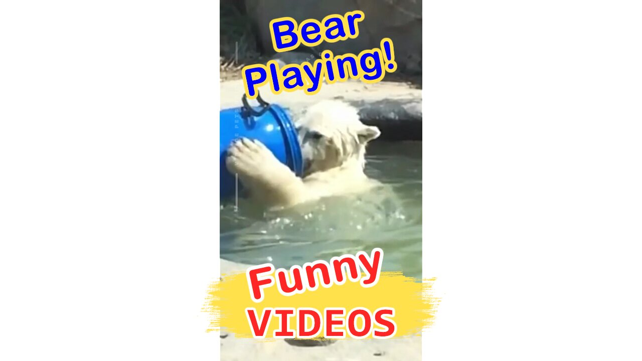 Funny Bear Swimming, Funny Videos.