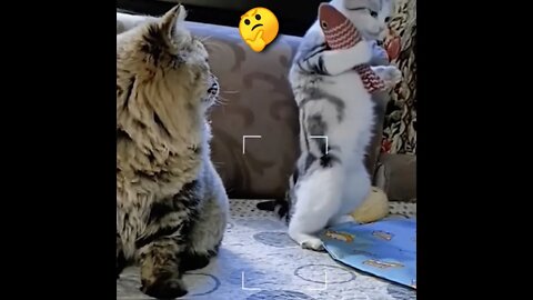 Entertainment animals video 😂😂 | best dogs and cats videos in 2022 - try not to laugh