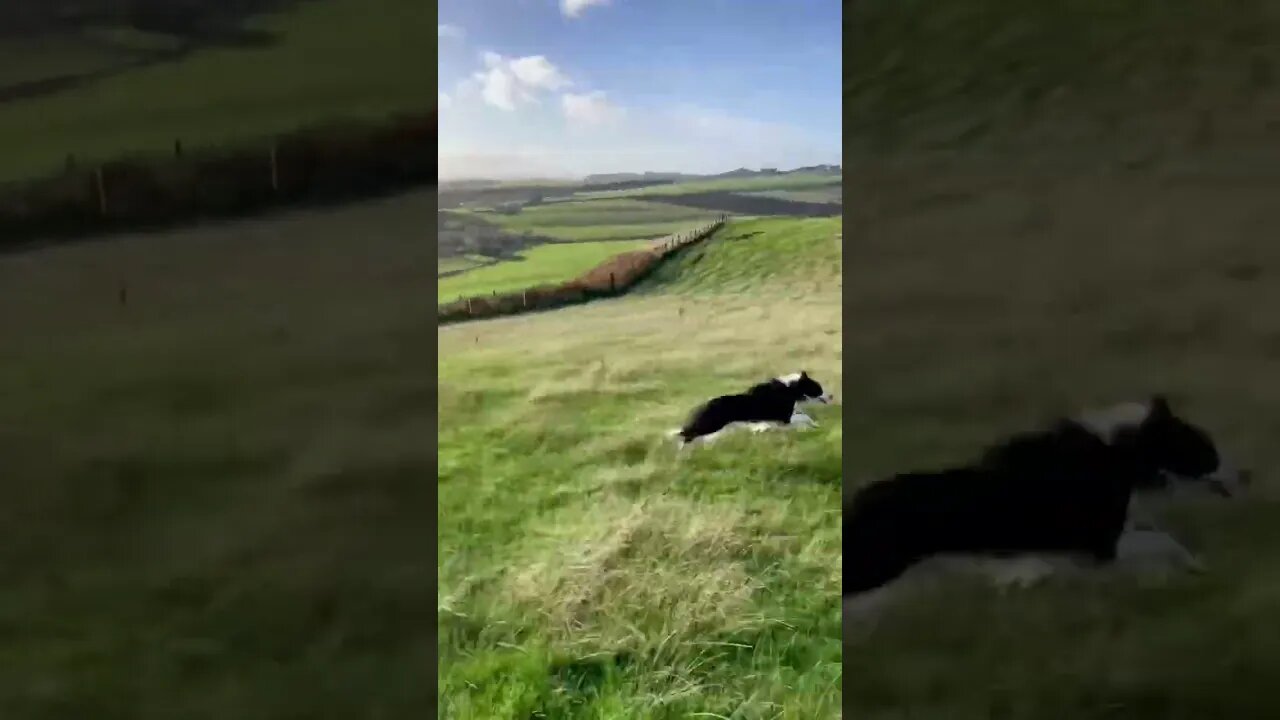 Speed of sound πΆπ₯ππ«‘ #shorts #fastdog #protectanimals