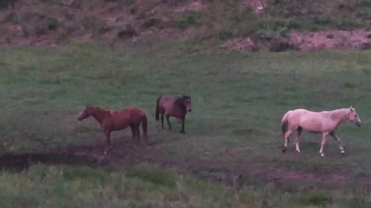 Brumbies do their evening run and the dog doesn't chase them anymore