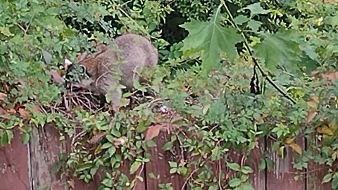 Feeding The Bandit Raccoons....