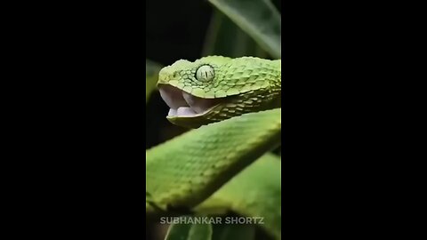 Top 10 Dangerous Animals in kshitij tiwari Shortz.mp4