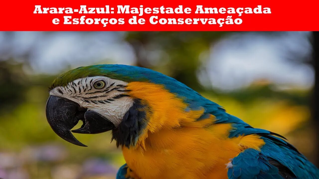 Arara Azul Majestade Ameaçada e Esforços de Conservação.