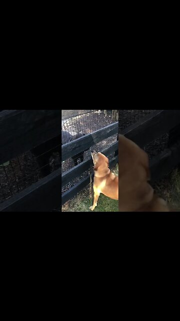 Is Finny the Dog Fluid? (You know what I mean?) 🤣