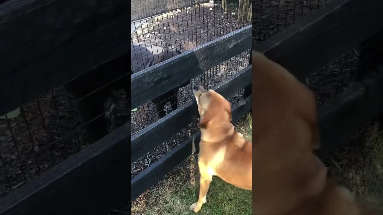 Is Finny the Dog Fluid? (You know what I mean?) 🤣