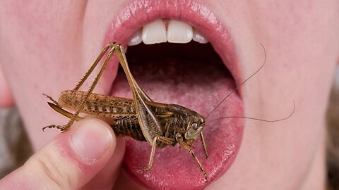 "SHUT UP AND EAT YOUR BUGS YOU STUPID AMERICANS!!!!!!!!"