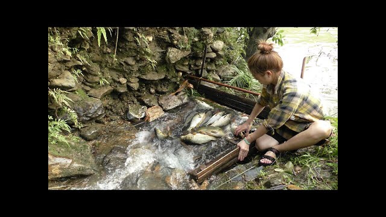 Building a system of traps to catch stream fish - natural fishing techniques | fishing traps