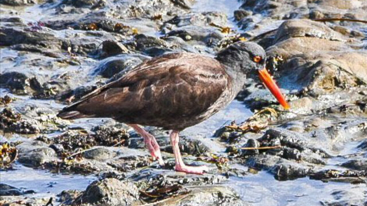 Oystercatchers at Morro Bay