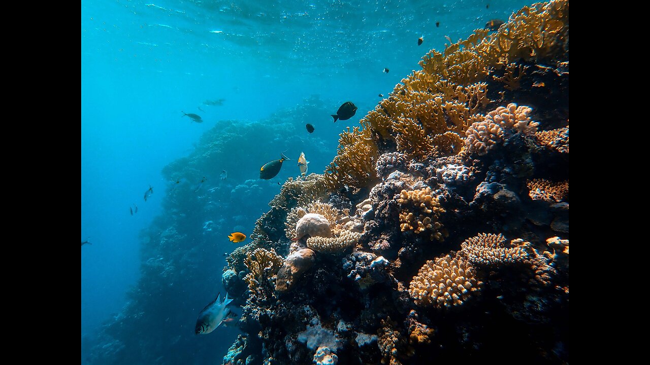 Incredible Underwater World Beautiful Coral Reef Fish