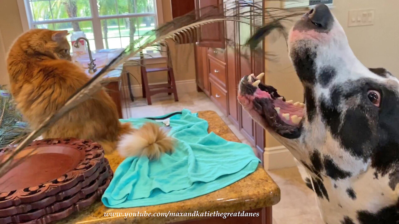 Cat Confused As To Why Great Dane Chews On Peacock Feathers