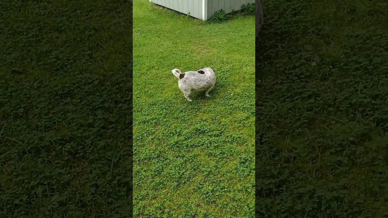 Taking Lilly For A Walk... ❤️