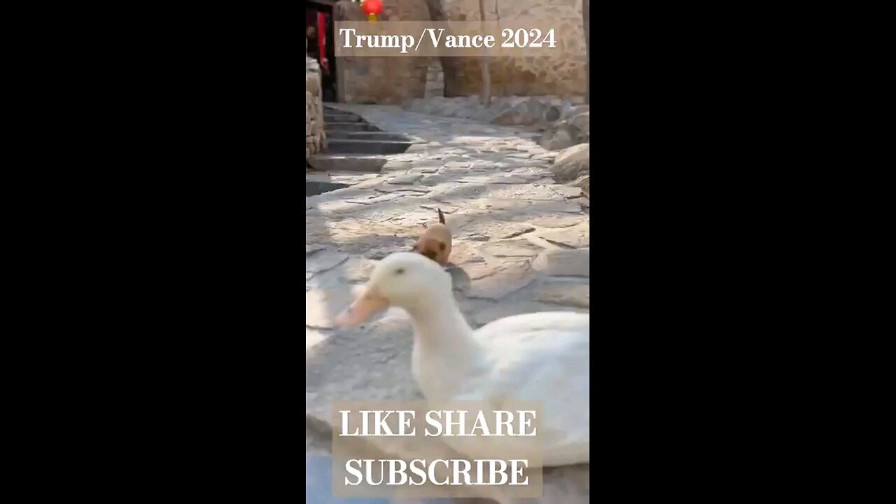 TRUMP/VANCE on Homeless & Crime Problem in the USA 🇺🇸 #Maga #Trump