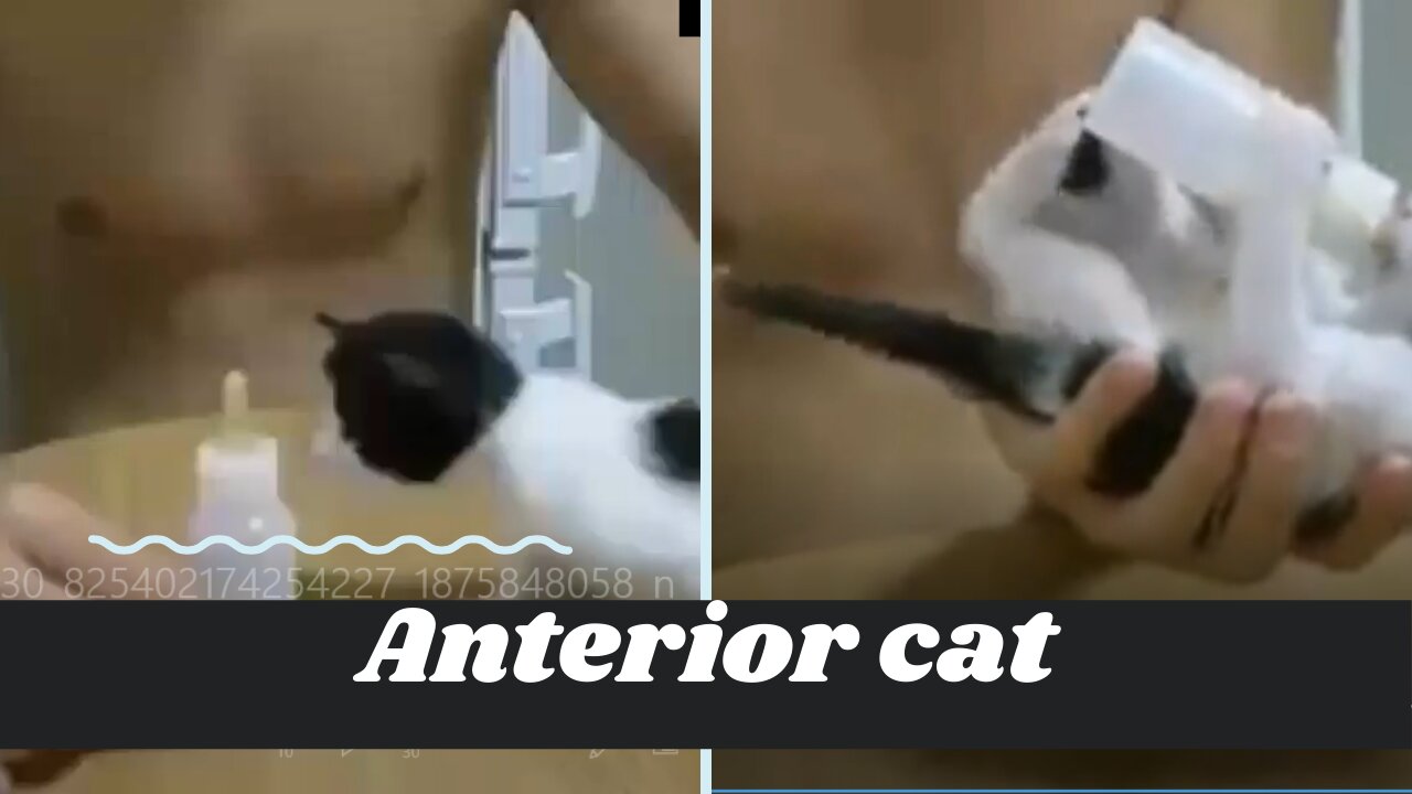 Anterior cat