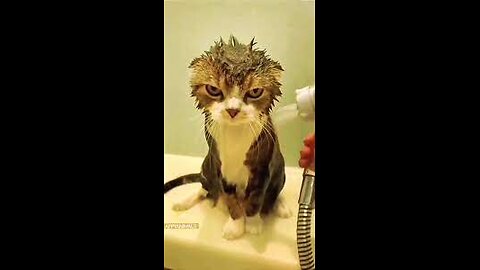 Trending funny animals