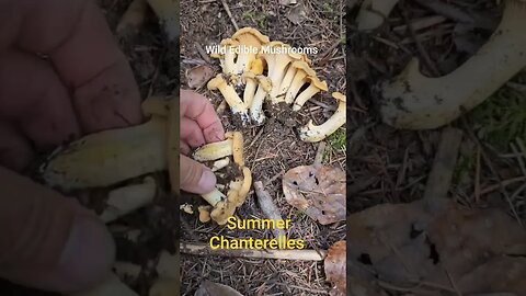 Delicious Chanterelles growing in the wild right now.. #wildmushrooms #wildfood #food #mushrooms