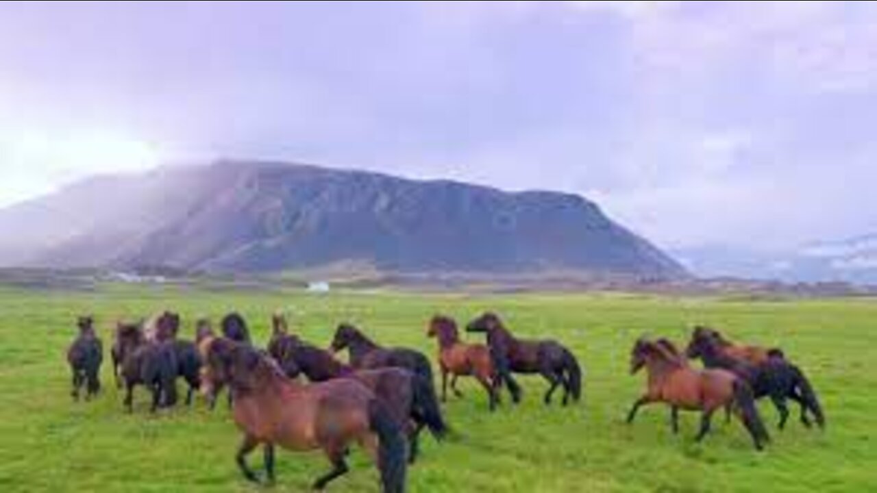 Wild horses running in the meadow, full aerial shot