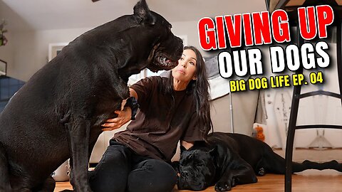 Giving Up Our Dogs - Big Dog Life ep. 04