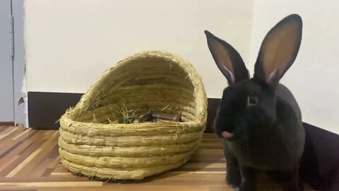 Mini Rex Binky | Bunny Jumps And Twists