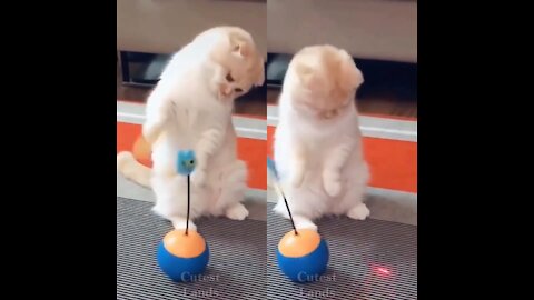 white cat catch the toy