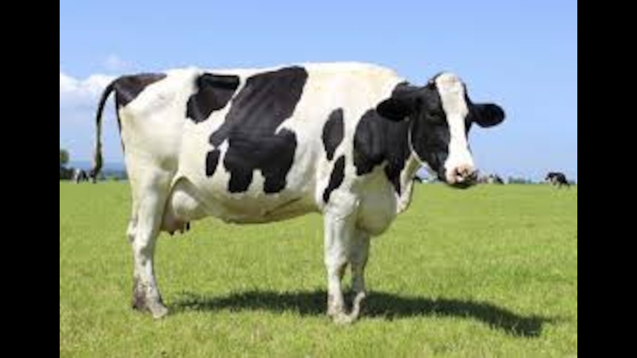 This Is What Happens When A Cow Falls In Love For A Man5
