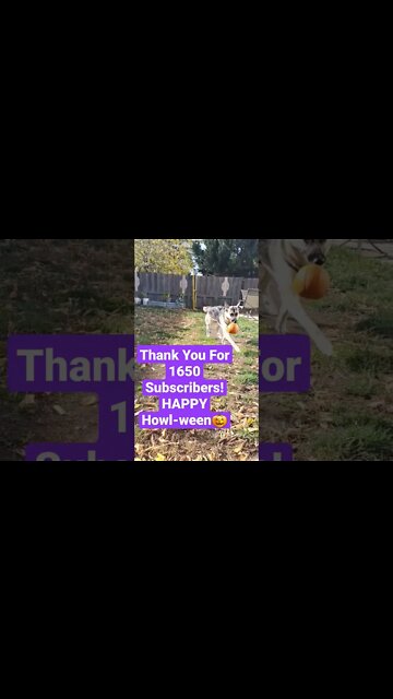 Happy Halloween #shorts