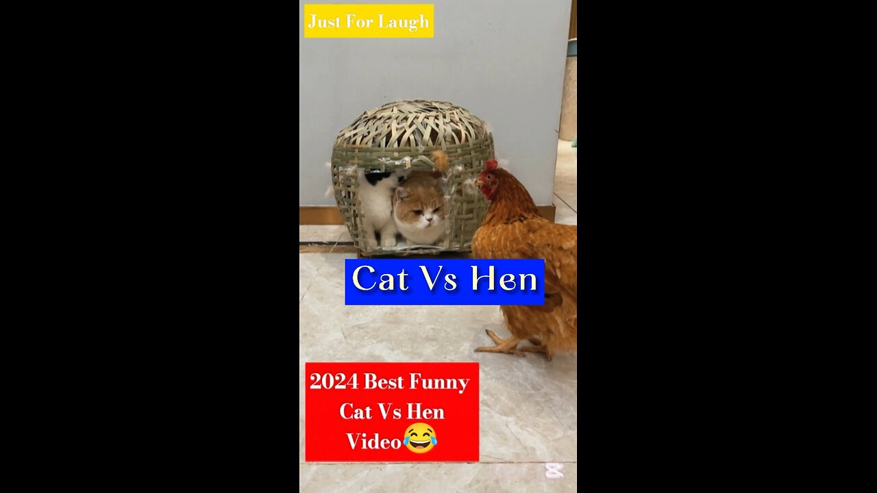 2024 Best top funny story of Cat & Hen