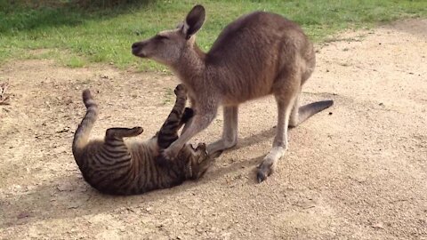 Kangaroo VS cat fight