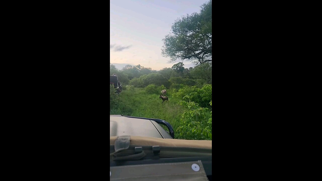 You can never tire of watching interactions between wild dogs