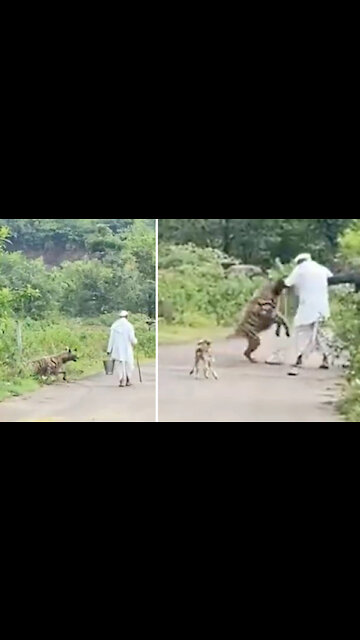 Hyena Attacks Elderly Man