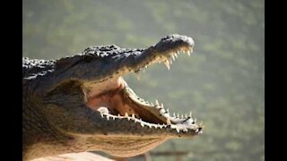 Crocodilo apanha tartaruga em praia na Austrália