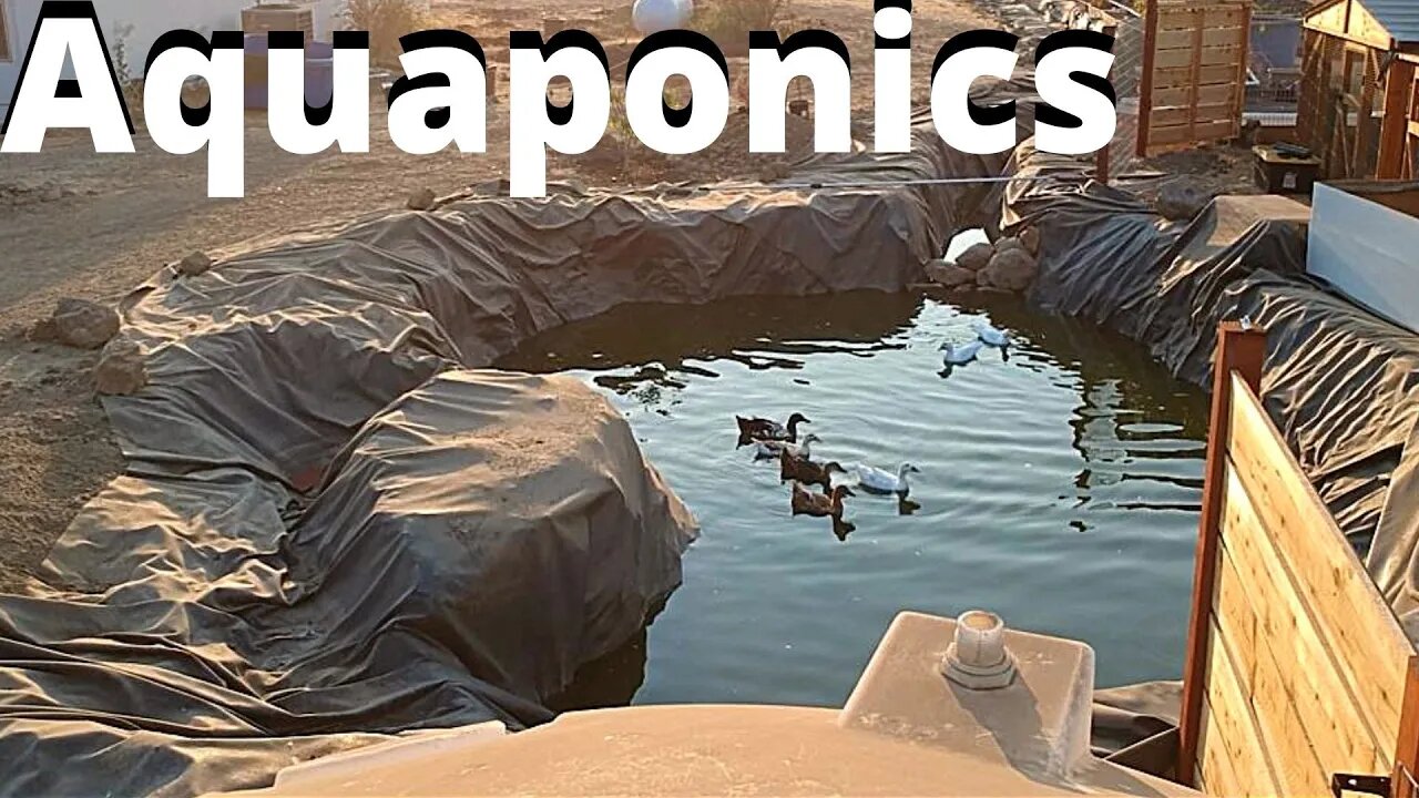 SUPER big natural aquaponic system part Part 2 (duckponics)