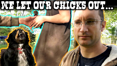 Letting Our Momma Chicken and Chicks Out With the Dogs