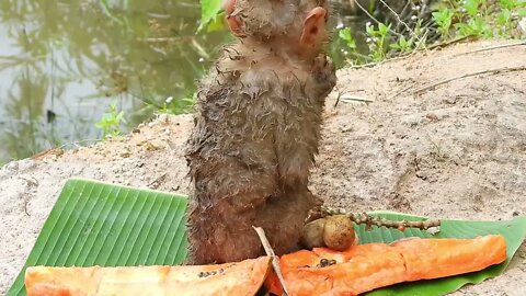 Oh My Goodness! baby kley rises from the ground to eat-8