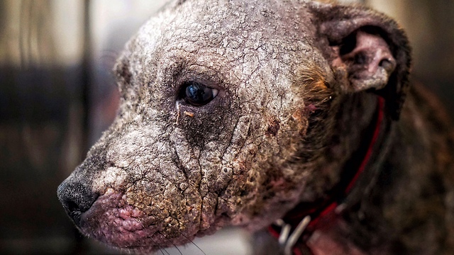 Abandoned Puppy Covered In Scars Enjoys His New Family