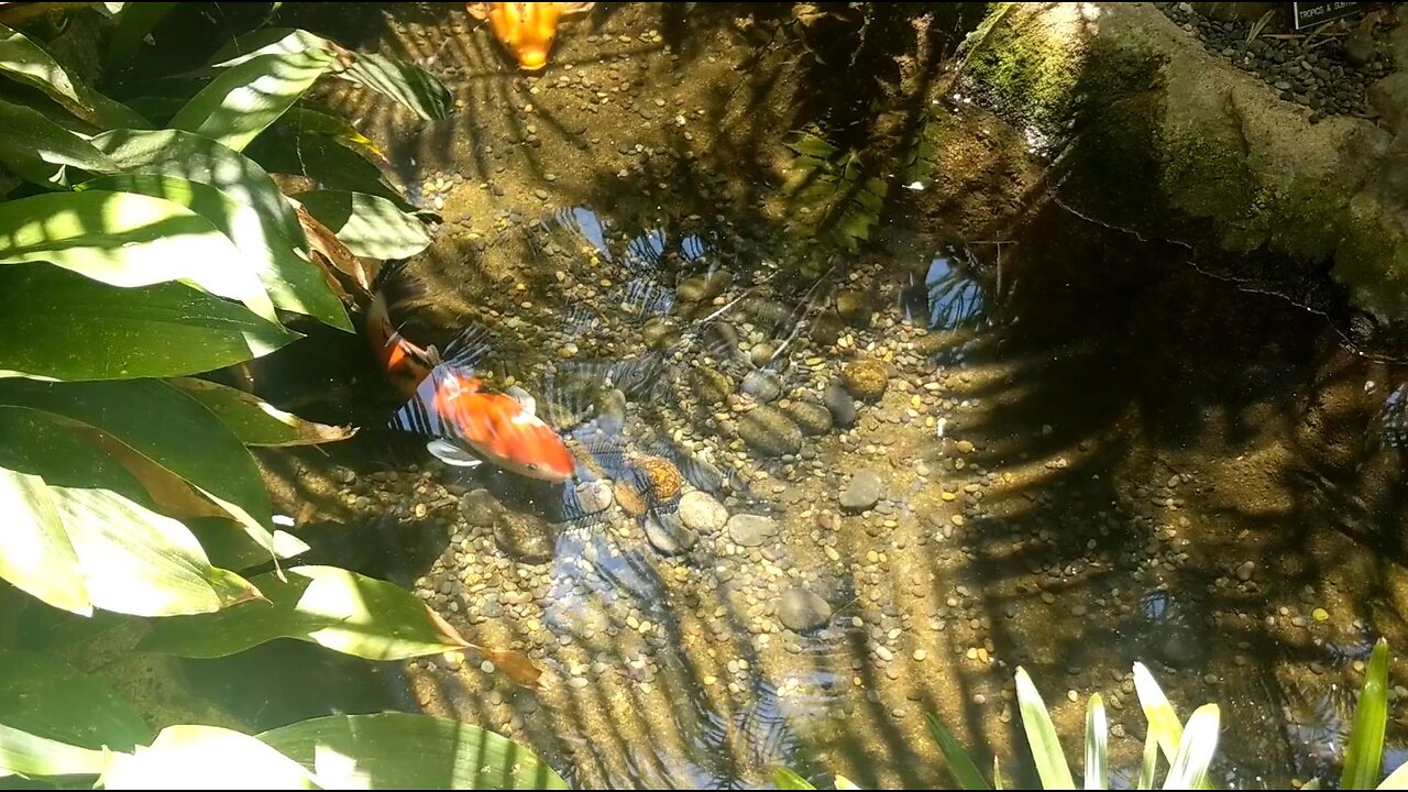 Zen Garden Compilation Visuals of Koi and Baby Ducks - 1 Hour Relax #koi #zen #watersounds